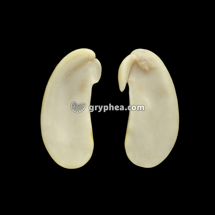 Haricot (Phaseolus vulgaris) - Graine de Haricot (dissection) - gryphea.com